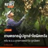 ต้นลำไยของชาวสวนลำไยอำเภอหางดง-จังหวัดเชียงใหม่-ต้องใส่ปุ๋ยท