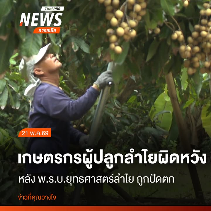 ต้นลำไยของชาวสวนลำไยอำเภอหางดง-จังหวัดเชียงใหม่-ต้องใส่ปุ๋ยท
