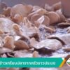 กือโป๊ะ-ข้าวเกรียบปลาจากครัวชาวประมง-ข่าวใต้แลได้ที่เรา-#th
