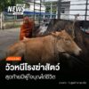 (23/5/69)-…เกิดเหตุวัวเพศเมียหลุดวิ่งกลางถนนย่านประตูเชียง