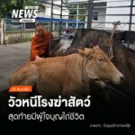 (23/5/69)-…เกิดเหตุวัวเพศเมียหลุดวิ่งกลางถนนย่านประตูเชียง
