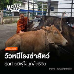 (23/5/69)-…เกิดเหตุวัวเพศเมียหลุดวิ่งกลางถนนย่านประตูเชียง