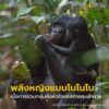 ทำไมในโลกของ-โบโนโบ-ตัวเมียถึงกุมอำนาจเหนือตัวผู้?-ทั้งที่