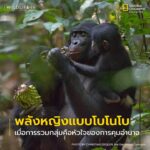 ทำไมในโลกของ-โบโนโบ-ตัวเมียถึงกุมอำนาจเหนือตัวผู้?-ทั้งที่