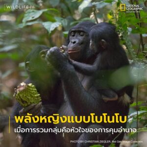 ทำไมในโลกของ-โบโนโบ-ตัวเมียถึงกุมอำนาจเหนือตัวผู้?-ทั้งที่