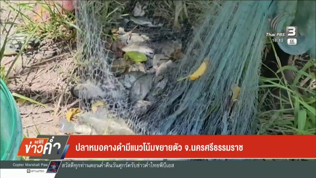 ปลาหมอคางดำมีแนวโน้มขยายตัว-จ.นครศรีธรรมราช-ข่าวใต้แลได้ที่