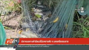 ปลาหมอคางดำมีแนวโน้มขยายตัว-จ.นครศรีธรรมราช-ข่าวใต้แลได้ที่