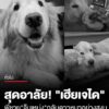 สุดอาลัย