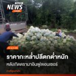 ภาพผลผลิตถูกทิ้งข้างทาง-เนื่องจากราคาตกต่ำอย่างหนัก-เป็นผลกร