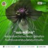 ðð¡ð¤ð§ð-:-“เนระพูสีไทย”-พืชประดับหน้าตาแปลกตา-สู่ผักเคียงริมสำ