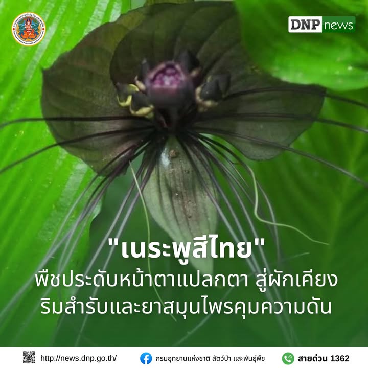ðð¡ð¤ð§ð-:-“เนระพูสีไทย”-พืชประดับหน้าตาแปลกตา-สู่ผักเคียงริมสำ