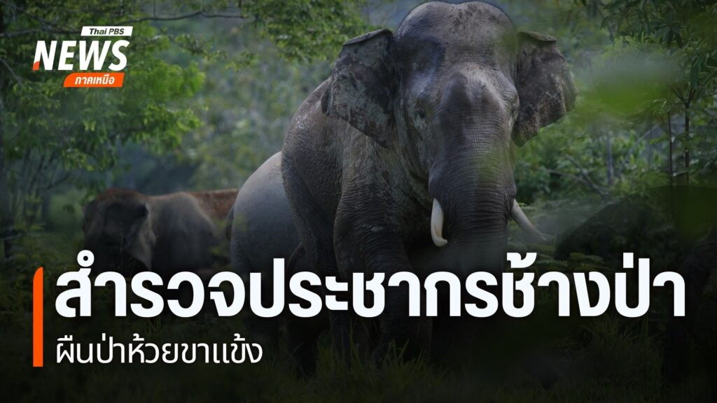 เขตรักษาพันธุ์สัตว์ป่าห้วยขาแข้ง-สำรวจประชากรช้าง-หลังพบมีกา