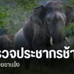 เขตรักษาพันธุ์สัตว์ป่าห้วยขาแข้ง-สำรวจประชากรช้าง-หลังพบมีกา