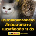 ด่านกักกันสัตว์สระแก้ว-ประกาศขายทอดตลาดสัตว์ของกลาง-“แมวพันธ-|-2026-05-28-05:19:00