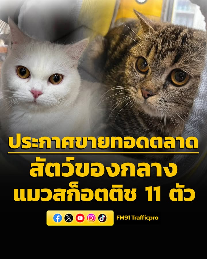 ด่านกักกันสัตว์สระแก้ว-ประกาศขายทอดตลาดสัตว์ของกลาง-“แมวพันธ-|-2026-05-28-05:19:00