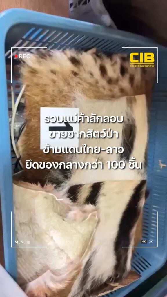 รวบแม่ค้าลักลอบขายซากสัตว์ป่าข้ามแดนไทย-ลาว.-ตำรวจสอบสวนกลา