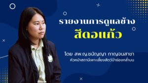 รายงานการดูแลช้าง-สีดอแก้ว-โดย-สพญ.ชนัญญา-กาญจนสาขา-หัวหน้า