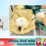 ไทยเป็นทาสแมวเพิ่ม-สะท้อนเศษฐกิจ-:-4-โมงเย็นเป็นเรื่อง-:-1-ม-|-2026-06-01-09:51:00