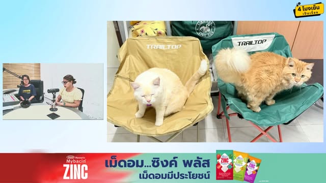 ไทยเป็นทาสแมวเพิ่ม-สะท้อนเศษฐกิจ-:-4-โมงเย็นเป็นเรื่อง-:-1-ม-|-2026-06-01-09:51:00