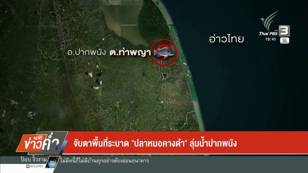 จับตาพื้นที่ระบาด-“ปลาหมอคางดำ”-ลุ่มน้ำปากพนัง-ข่าวใต้แลได้