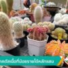 เพาะแคคตัส-เนื้อที่น้อยรายได้หลักแสน-จ.ตรัง-ข่าวใต้แลได้ที่