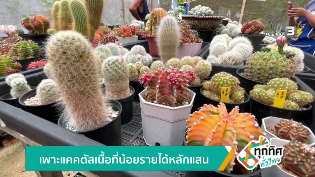 เพาะแคคตัส-เนื้อที่น้อยรายได้หลักแสน-จ.ตรัง-ข่าวใต้แลได้ที่