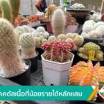 เพาะแคคตัส-เนื้อที่น้อยรายได้หลักแสน-จ.ตรัง-ข่าวใต้แลได้ที่