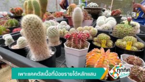 เพาะแคคตัส-เนื้อที่น้อยรายได้หลักแสน-จ.ตรัง-ข่าวใต้แลได้ที่