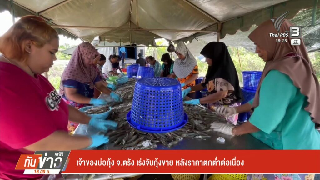เจ้าของบ่อกุ้ง-จ.ตรัง-เร่งจับกุ้งขาย-หลังราคาตกต่ำต่อเนื่อง