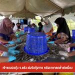 เจ้าของบ่อกุ้ง-จ.ตรัง-เร่งจับกุ้งขาย-หลังราคาตกต่ำต่อเนื่อง