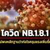 กรมควบคุมโรคยืนยันโควิด-สายพันธุ์-nb18.1-พบในไทยต่อเนื่องตั้งแต่กลางปี-2568