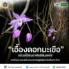 ðð¡ð¤ð§ð-:-เอื้องดอกมะเขือ-กล้วยไม้อิงอาศัยสีสันสดใส-อวดโฉมบา