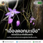 ðð¡ð¤ð§ð-:-เอื้องดอกมะเขือ-กล้วยไม้อิงอาศัยสีสันสดใส-อวดโฉมบา