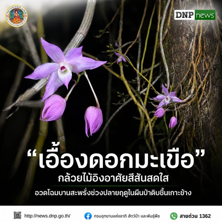 ðð¡ð¤ð§ð-:-เอื้องดอกมะเขือ-กล้วยไม้อิงอาศัยสีสันสดใส-อวดโฉมบา