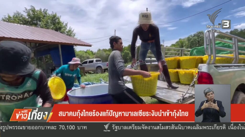 สมาคมกุ้งไทย-ร้องแก้ปัญหามาเลเซีย-ระงับน้เข้ากุ้ง-ข่าวใต้แล