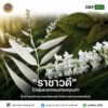 ðð¡ð¤ð§ð-:-“ราชาวดี”-ไม้พุ่มดอกหอมทรงคุณค่า-ชี้ประโยชน์ทางยาและ