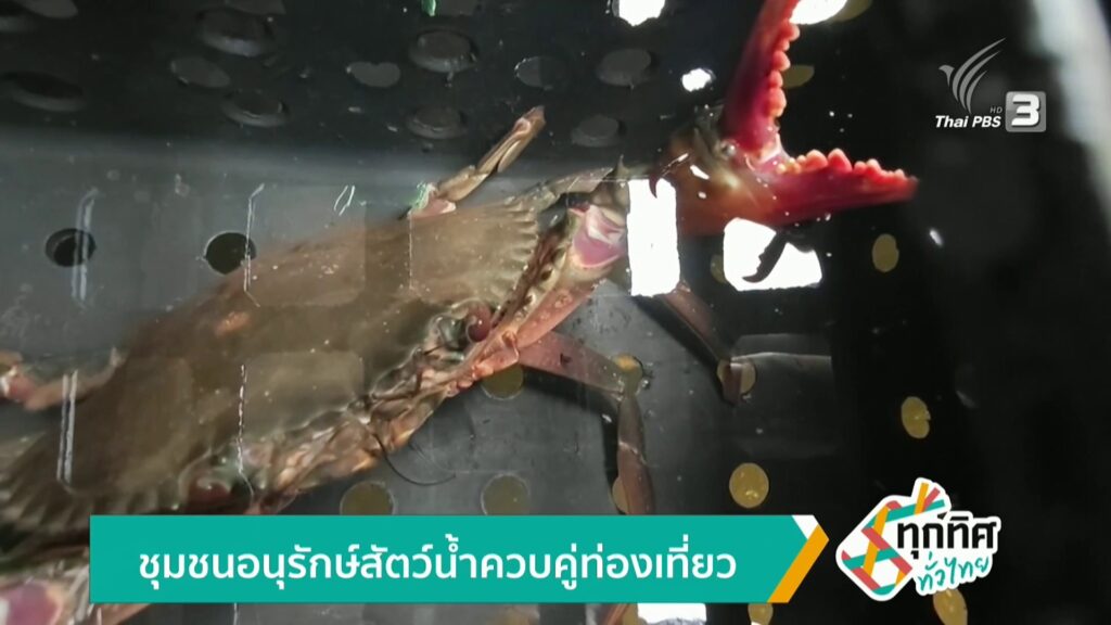 ชุมชนอนุรักษ์สัตว์น้ำ-ควบคู่ท่องเที่ยว-ข่าวใต้แลได้ที่เรา-#