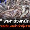 กุ้งราคาร่วงหนัก-หลังมาเลเซียงดนำเข้ากุ้งจากไทย-ข่าวใต้แลได