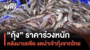 กุ้งราคาร่วงหนัก-หลังมาเลเซียงดนำเข้ากุ้งจากไทย-ข่าวใต้แลได