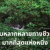 -ดอยอินทนนท์…มากกว่าภูเขาที่สูงที่สุดของประเทศไทย-สมเด็จพระ
