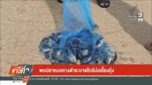 –-ลงแขกจับปลาหมอคางดำคลองท่าน้ำ-จ.ตราด-–-พบปลาหมอคางดำใกล้บ่