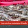 ร้องรัฐบาลเดินหน้าเจรจามาเลเซีย-ผ่อนปรนนำเข้ากุ้งต่อเนื่อง-#