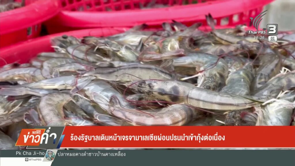 ร้องรัฐบาลเดินหน้าเจรจามาเลเซีย-ผ่อนปรนนำเข้ากุ้งต่อเนื่อง-#