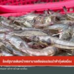 ร้องรัฐบาลเดินหน้าเจรจามาเลเซีย-ผ่อนปรนนำเข้ากุ้งต่อเนื่อง-#