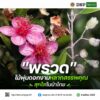 ðð¡ð¤ð§ð-:-“พรวด”-ไม้พุ่มดอกงามหลากสรรพคุณ-สุกใสในป่าไทย.-พรว