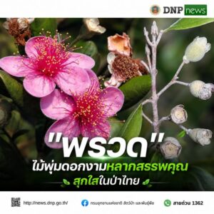 ðð¡ð¤ð§ð-:-“พรวด”-ไม้พุ่มดอกงามหลากสรรพคุณ-สุกใสในป่าไทย.-พรว
