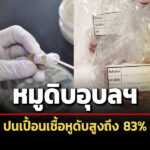 หมูดิบอุบลฯปนเปื้อนเชื้อหูดับพุ่ง-83%-กรมวิทย์เตือนงดกินลาบลู่สุกๆดิบๆเสี่ยงเสียชีวิต