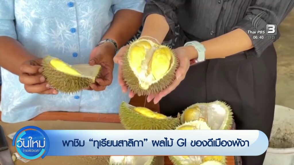 พาชิม-“ทุเรียนสาลิกา”-ผลไม้-gi-ของดีเมืองพังงา-ข่าวใต้แลได้