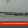 ชาวประมงกังวลปลากระพงมาเลเซียรุกตลาด-หลังรัฐลดขั้นตอนตรวจปล่