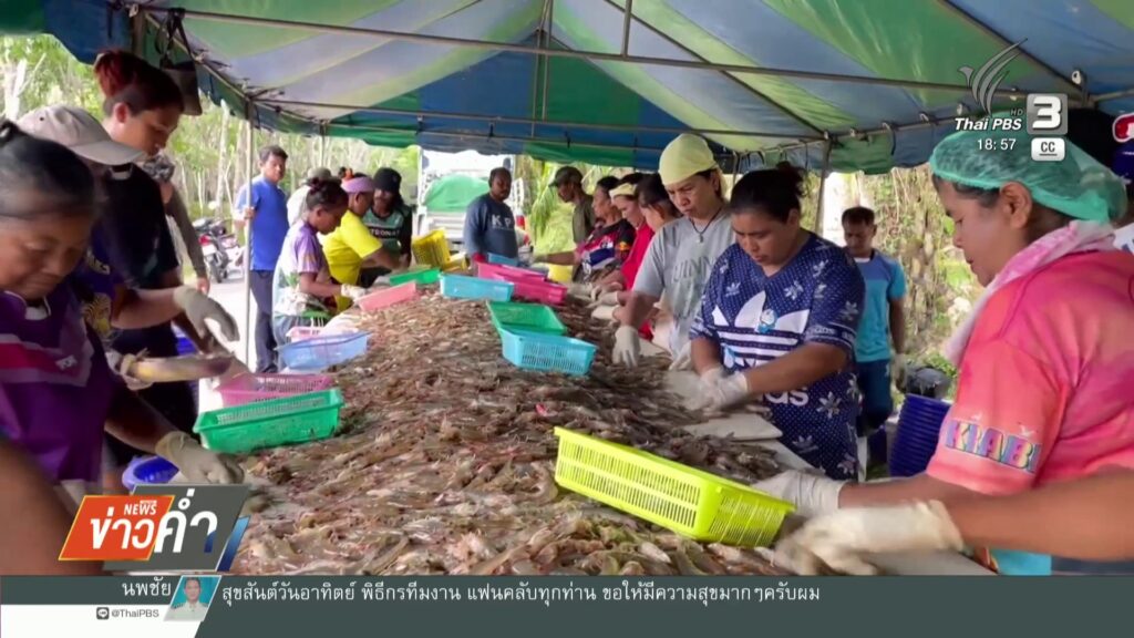 เกษตรกรเลี้ยงกุ้งร้องแก้ปัญหาราคาตกต่ำ-ข่าวใต้แลได้ที่เรา-#